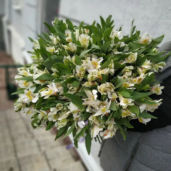 Букет из альстромерий 25 шт.